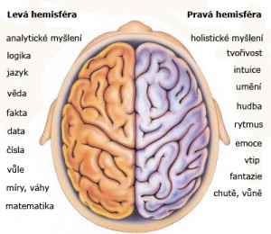 Leva a prava hemisfera